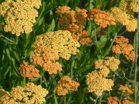 Achillea Millefolium-Hybr. Terracotta