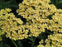 Achillea Millefolium-Hybr. Terracotta