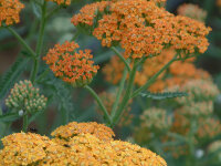 Achillea Millefolium-Hybr. Terracotta