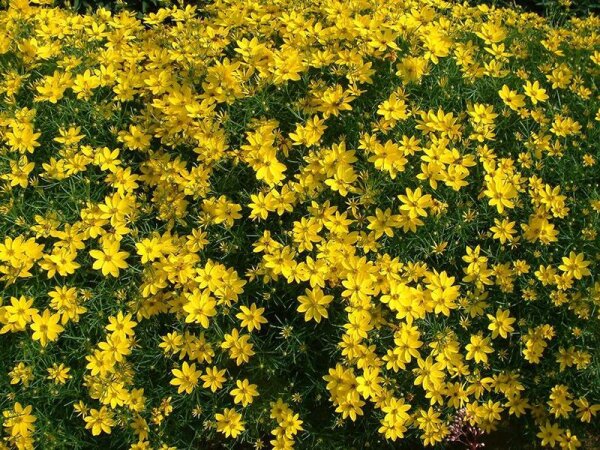 Coreopsis verticillata Zagreb