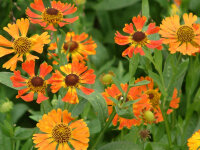 Helenium Hybr. Waltraud