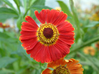 Helenium Hybr. Kupferzwerg