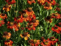 Helenium Hybr. Kupferzwerg