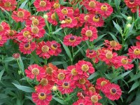 Helenium Hybr. Rubinzwerg