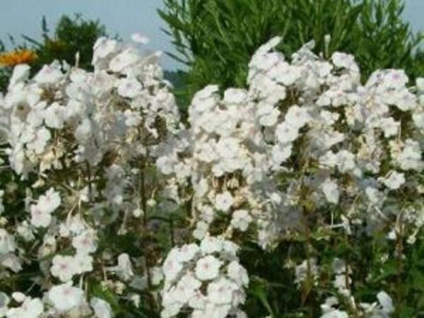 Phlox maculata Omega
