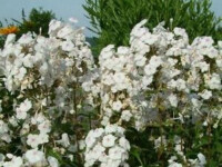 Phlox maculata Omega