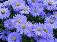 Aster (Symphyotrichum) dumosus Prof. A. Kippenberg