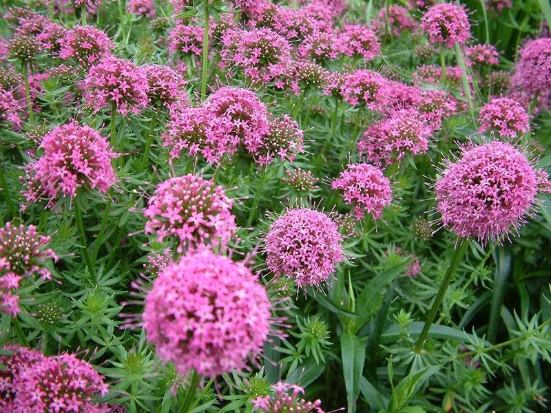 Phuopsis stylosa Purpurglut