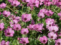 Geranium cinereum Ballerina