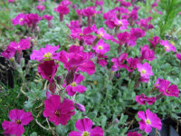 Aubrieta Hybr. Rubinfeuer