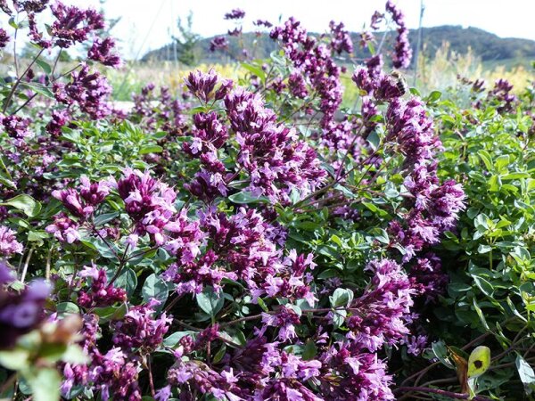 Origanum Laevigatum-Hybr. Herrenhausen