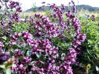 Origanum Laevigatum-Hybr. Herrenhausen