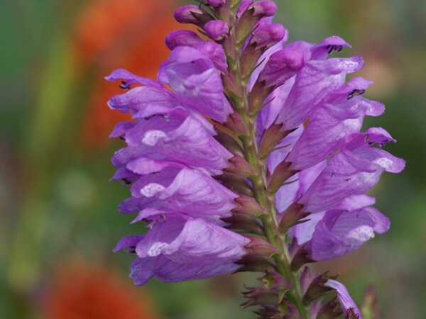 Physostegia virginiana Bouquet Rose