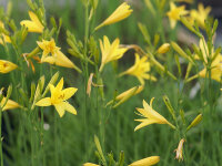 Hemerocallis lilioasphodelus (flava)