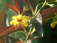 Lysimachia ciliata Firecracker