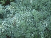 Artemisia schmidtiana Nana