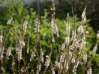 Bistorta (Persicaria) amplexicaulis Alba