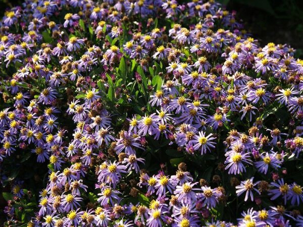 Aster ageratoides subsp. trinervius var. adustus Nanus