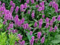 Betonica (Stachys) officinalis Hummelo