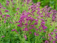 Salvia nemorosa Schwellenburg