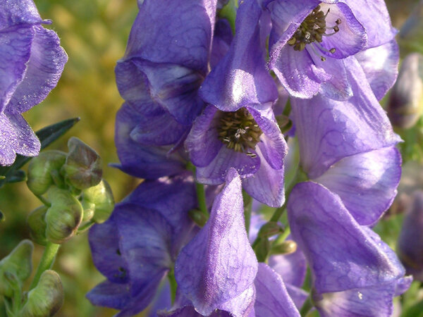 Aconitum carmichaelii Arendsii