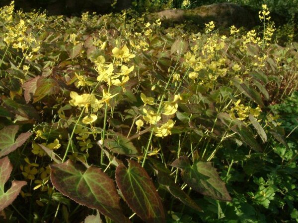 Epimedium x perralchicum Frohnleiten