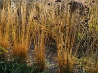 Molinia caerulea Heidebraut