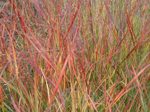 Panicum virgatum Hänse Herms