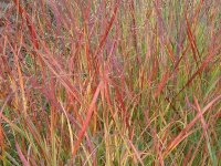 Panicum virgatum Hänse Herms