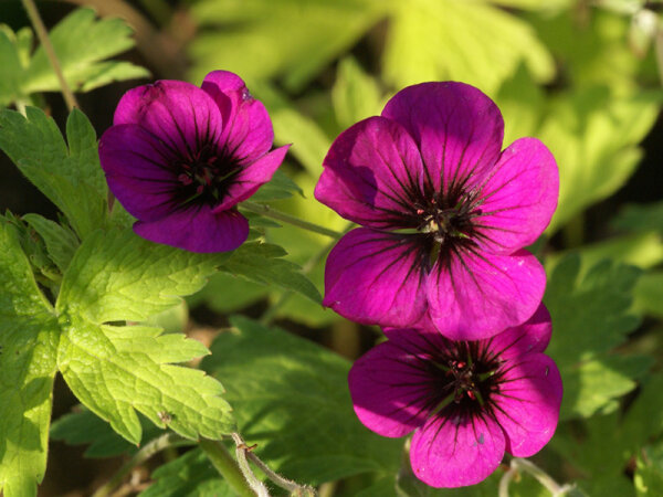 Geranium Hybr. Ann Folkard