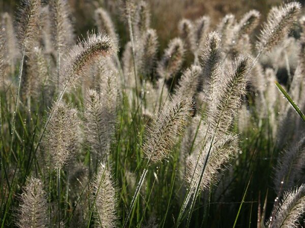 Pennisetum alopecuroides Hameln