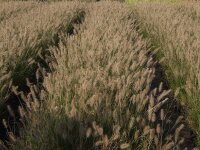 Pennisetum alopecuroides Hameln