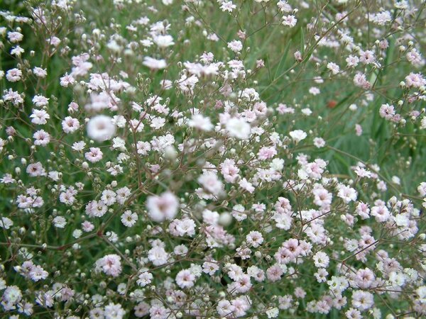 Gypsophila Repens-Hybr. Rosenschleier