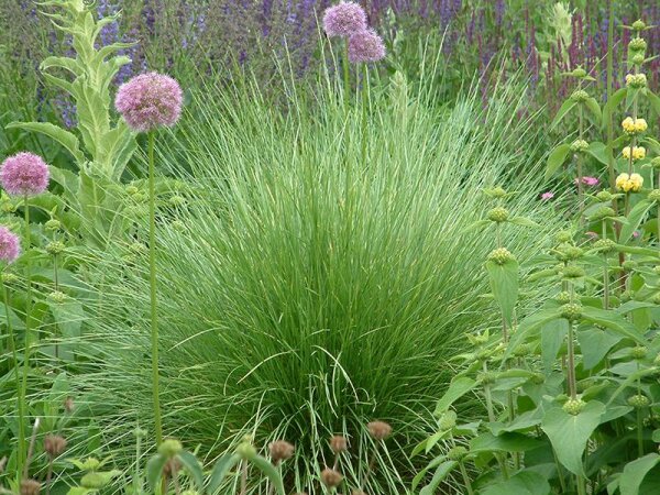 Festuca mairei