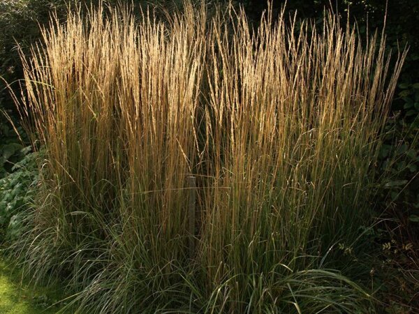 Calamagrostis x acutiflora Overdam