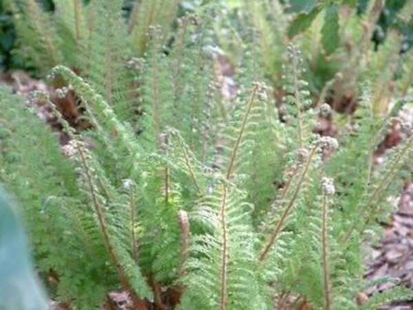 Polystichum setiferum Dahlem