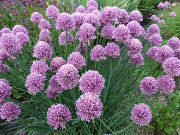 Allium schoenoprasum