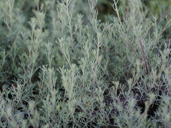 Artemisia santonicum