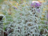 Artemisia santonicum