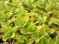 Origanum vulgare Thumbles Variety