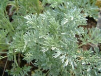 Artemisia absinthium