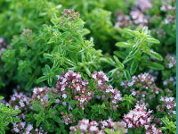 Origanum vulgare Compactum