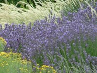 Lavandula angustifolia Munstead