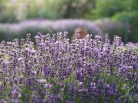Lavandula angustifolia Munstead