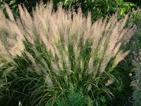 Calamagrostis brachytricha