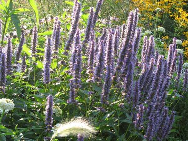 Agastache Hybr. Blue Fortune