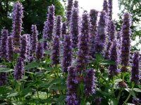 Agastache Hybr. Blue Fortune