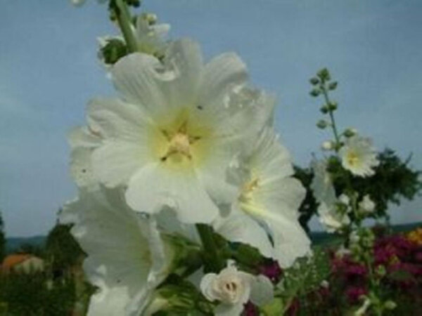 Alcea rugosa (taurica)