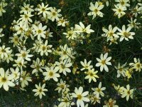 Coreopsis verticillata Moonbeam