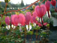 Dicentra spectabilis